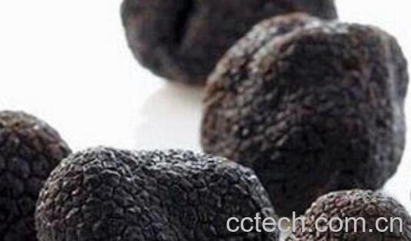 黑松露的功效与作用 吃黑松露的好处-0