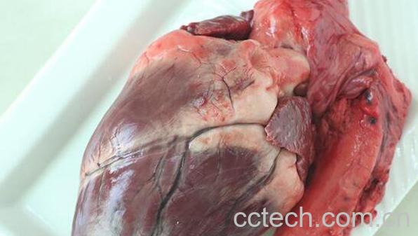 鹿心的功效与作用 吃鹿心的好处-1