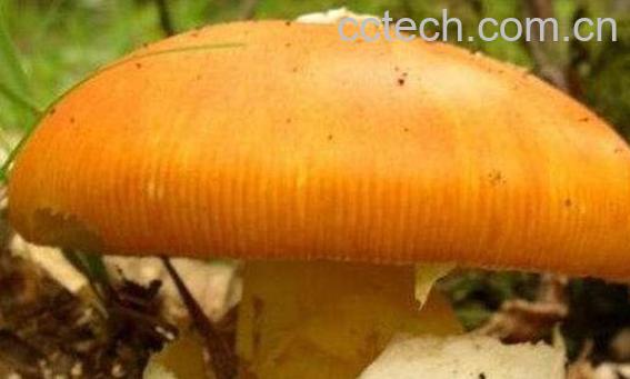 鹅蛋菌的功效与作用-0