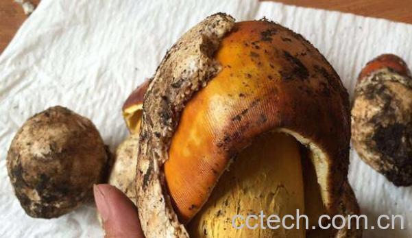 鹅蛋菌的功效与作用-1