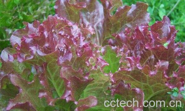红叶生菜-0