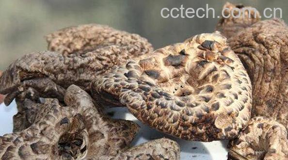 虎掌菌的功效与作用 吃虎掌菌的好处-0