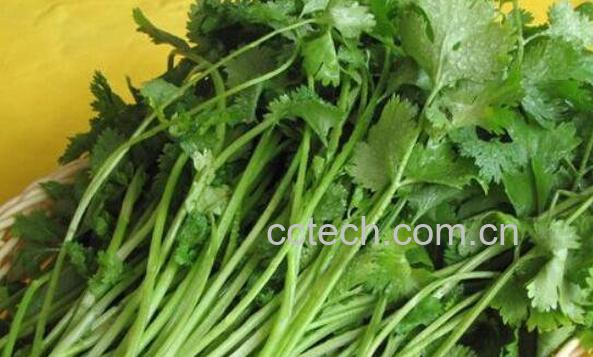芫荽煮水的功效与作用 芫荽煮水喝有什么功效-0