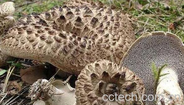 虎掌菌的功效与作用 吃虎掌菌的好处-1