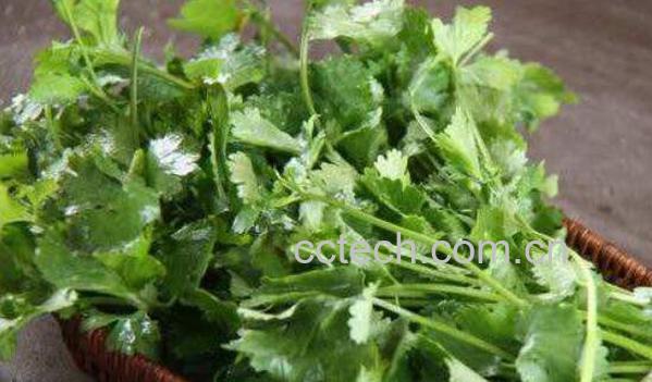 芫荽对肾的功效与作用 补肾食材有哪些-1