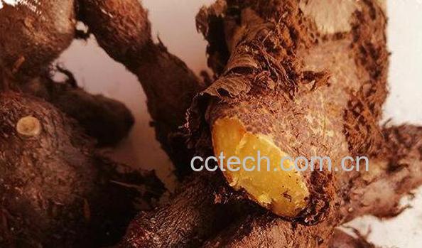 猴子姜的功效与作用-1