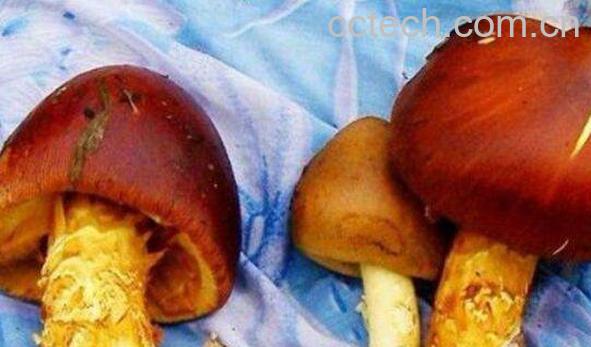 新鲜牛肝菌怎么做好吃 新鲜牛肝菌的做法-1