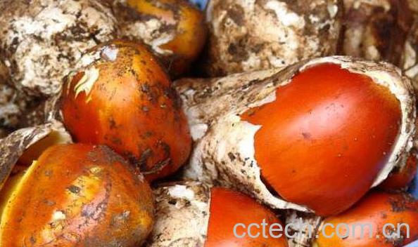 鹅蛋菌怎么吃 鹅蛋菌的做法大全-0