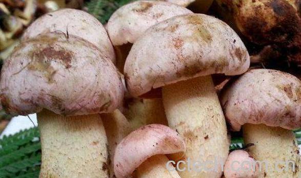 白牛肝菌的功效与作用 吃白牛肝菌的好处-1