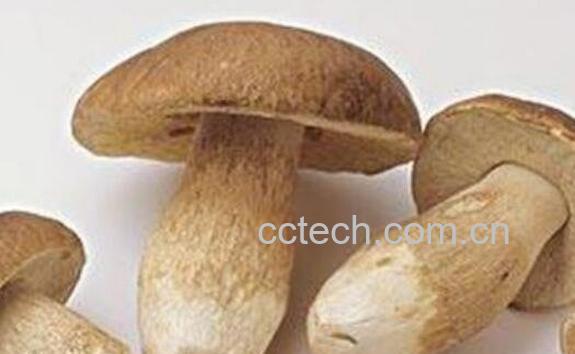 白牛肝菌的功效与作用 吃白牛肝菌的好处-0