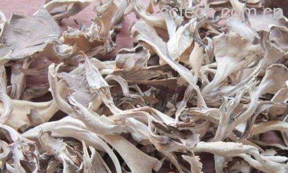 灰树花的功效与作用 吃灰树花的好处-0