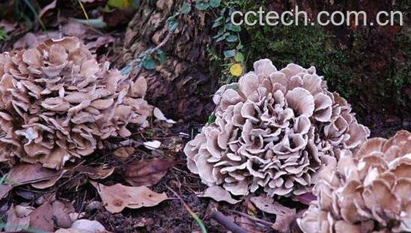 灰树花的功效与作用 吃灰树花的好处-1