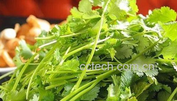香菜煮水喝有什么功效-0