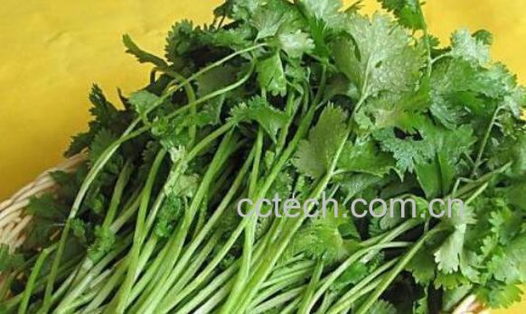 香菜煮水喝有什么功效-1