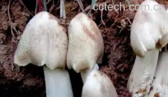 野生菌对人有什么好处 吃野生菌的12大好处-0