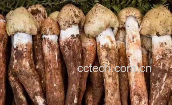野生菌对人有什么好处 吃野生菌的12大好处-1