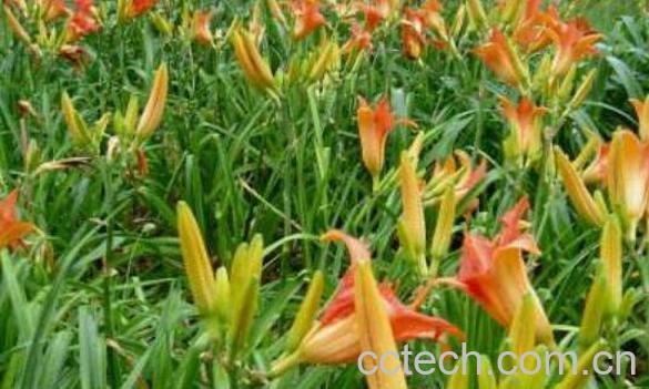 萱草的功效与作用 萱草有毒吗-1