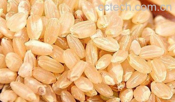 糙米的营养价值及功效-0