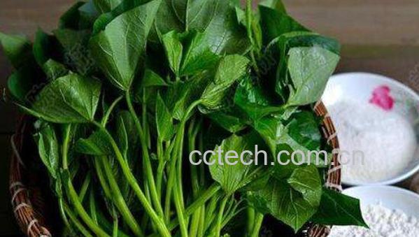 地瓜叶的副作用 吃地瓜叶的禁忌-1