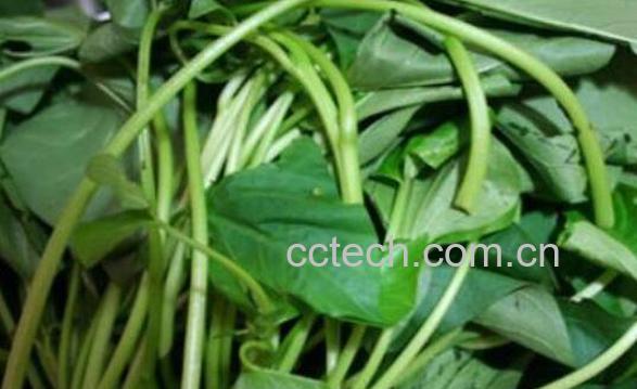 地瓜叶的副作用 吃地瓜叶的禁忌-0