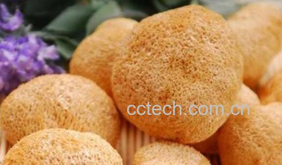 猴头菇的功效与作用 吃猴头菇的禁忌-1