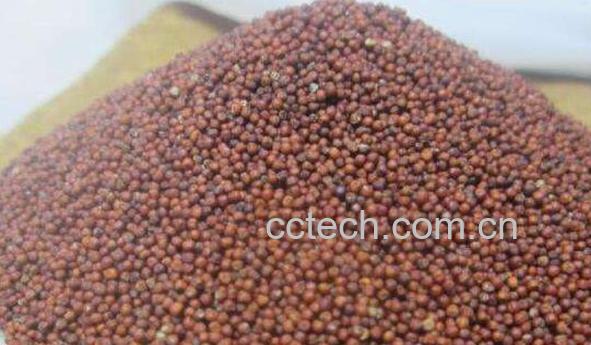 鸭脚栗米的功效和作用 鸭脚粟的药用价值-0