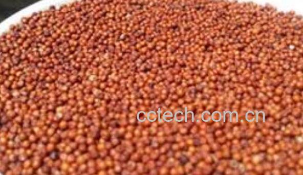 鸭脚栗米的功效和作用 鸭脚粟的药用价值-1