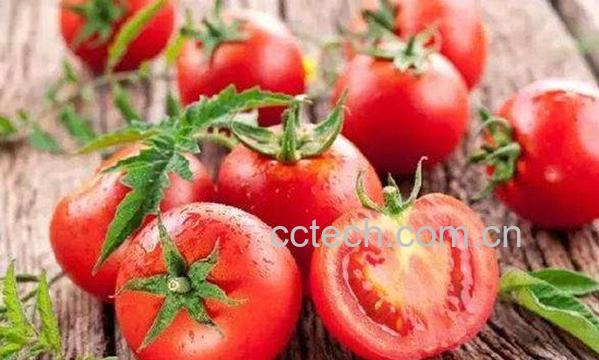 西红柿酵素-1