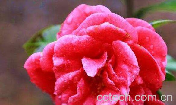 山茶花油的副作用 长期用山茶花油的危害-0