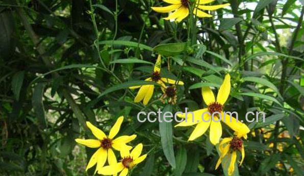 野黄花根的功效与作用 野黄花根的副作用-1