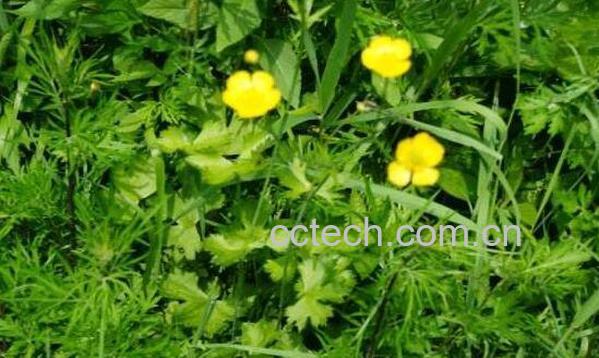 野黄花根的功效与作用 野黄花根的副作用-0