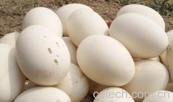 小孩吃鹅蛋有什么好处 鹅蛋怎么吃不腥-0