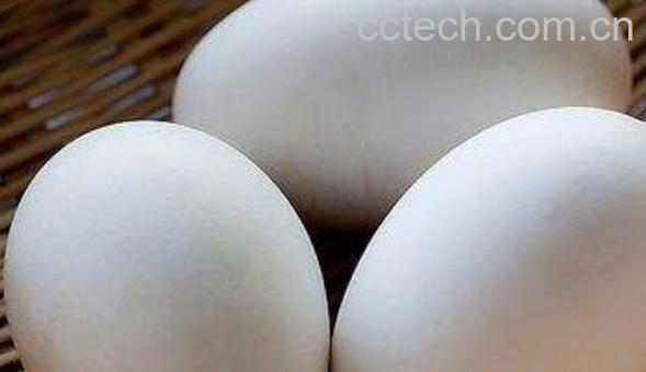 鹅蛋对女人有什么好处 女性长期吃鹅蛋的好处-0