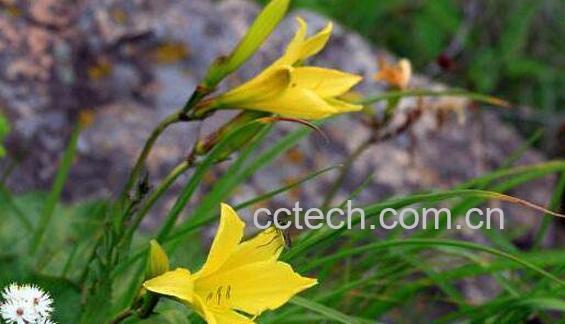 野黄花根怎么熬水 黄花熬水的功效与作用-0