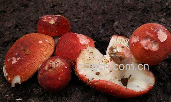 红菌菇-0