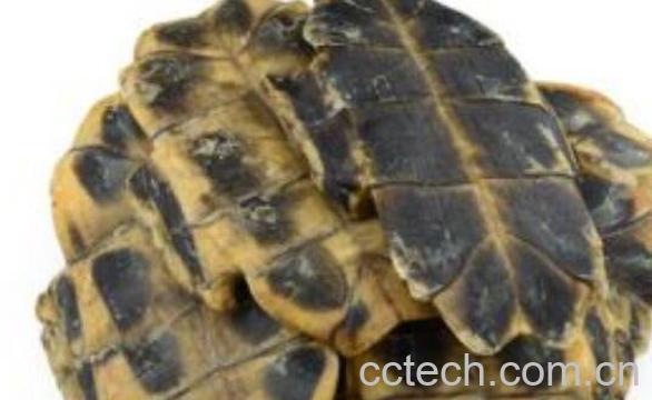 龟板泡酒的功效与作用-0