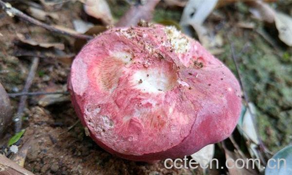 红菌菇-1