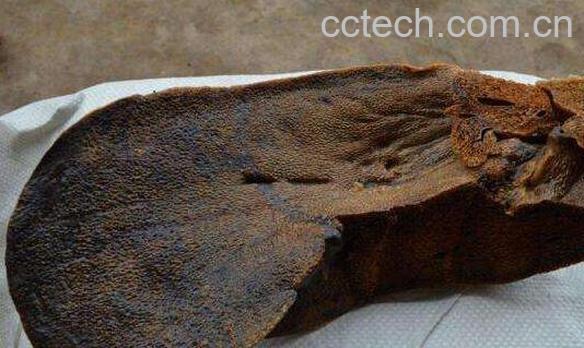 猪胆能吃吗 猪胆的功效与作用有哪些-1