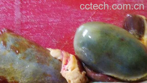 猪胆能吃吗 猪胆的功效与作用有哪些-0