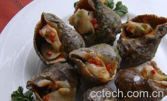 海螺的正确吃法图解 海螺不能吃的部位图示-0