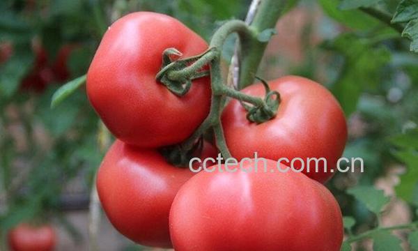 番茄-1