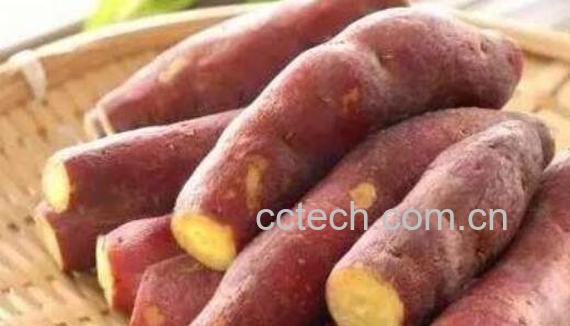 地土瓜的功效与作用-0