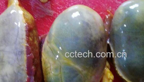 猪胆怎么做 猪苦胆的正确吃法-0