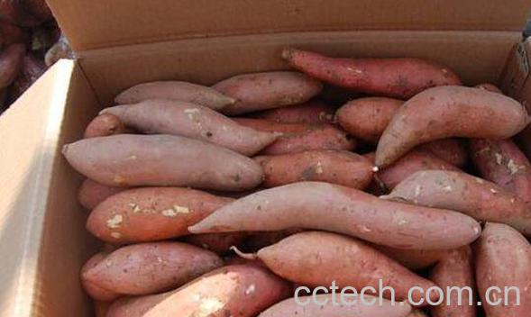 地土瓜的功效与作用-1