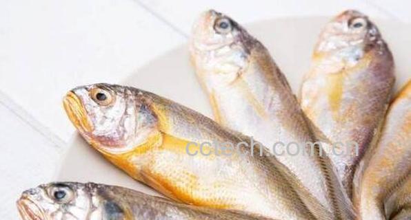 大黄鱼与小黄鱼的区别-0