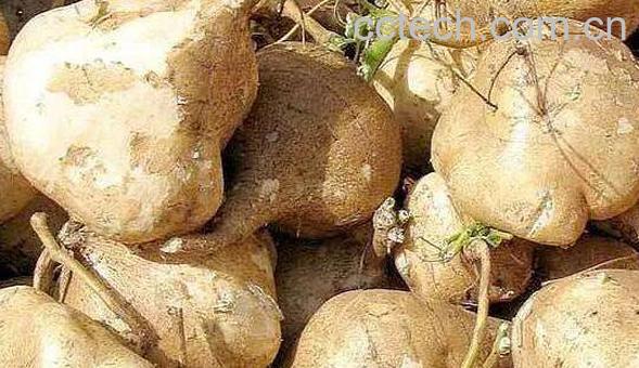 沙葛的功效与作用 沙葛的副作用-1