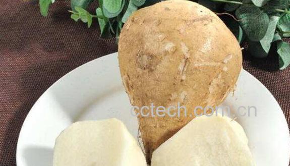 沙葛的功效与作用 沙葛的副作用-0