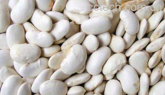 白芸豆的功效与作用 吃白芸豆的好处-0