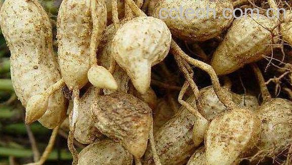 葡萄柚油的功效与作用-0