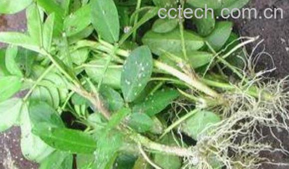 花生根煮水的功效与作用-1